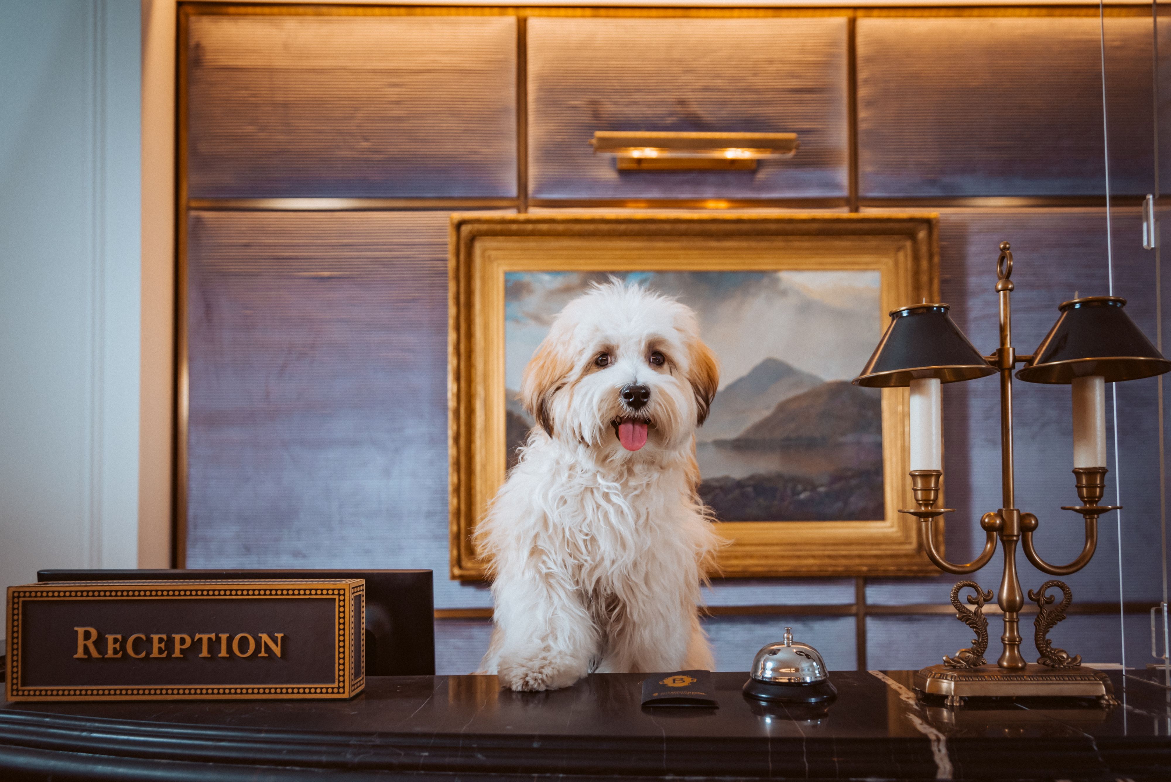 Puppy posing on desk
