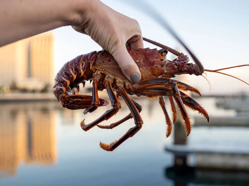 Hand holding lobster