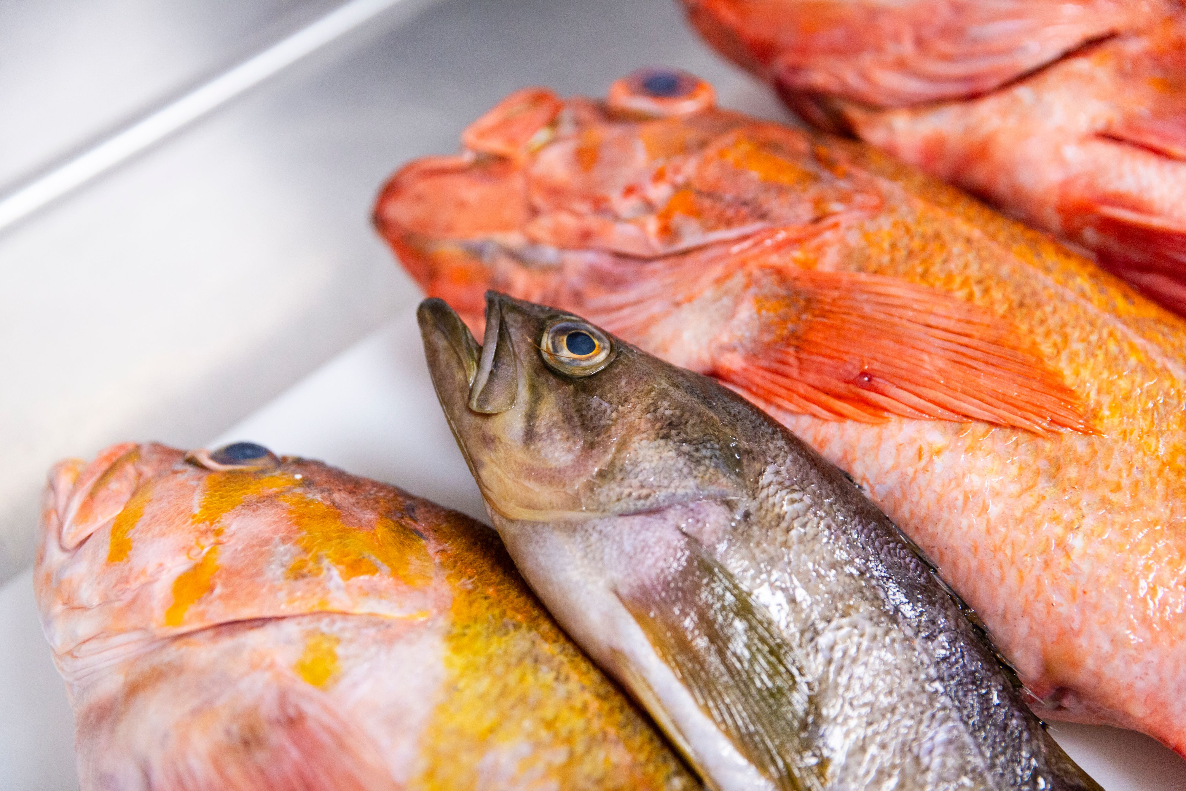 Catch of the day at InterContinental San Diego
