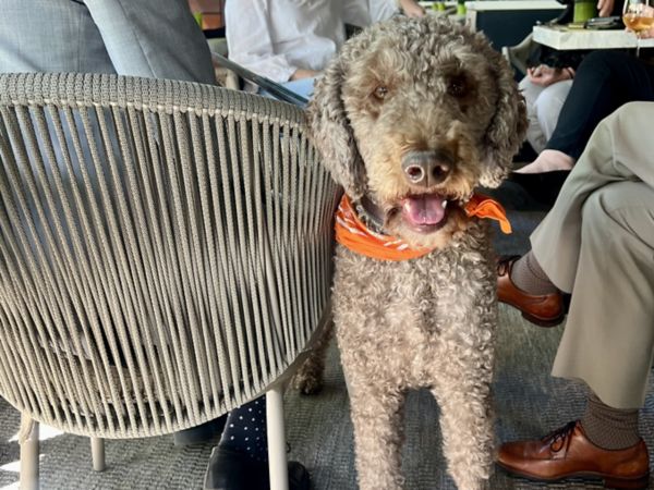 Golden Doodle at the Americano Patio