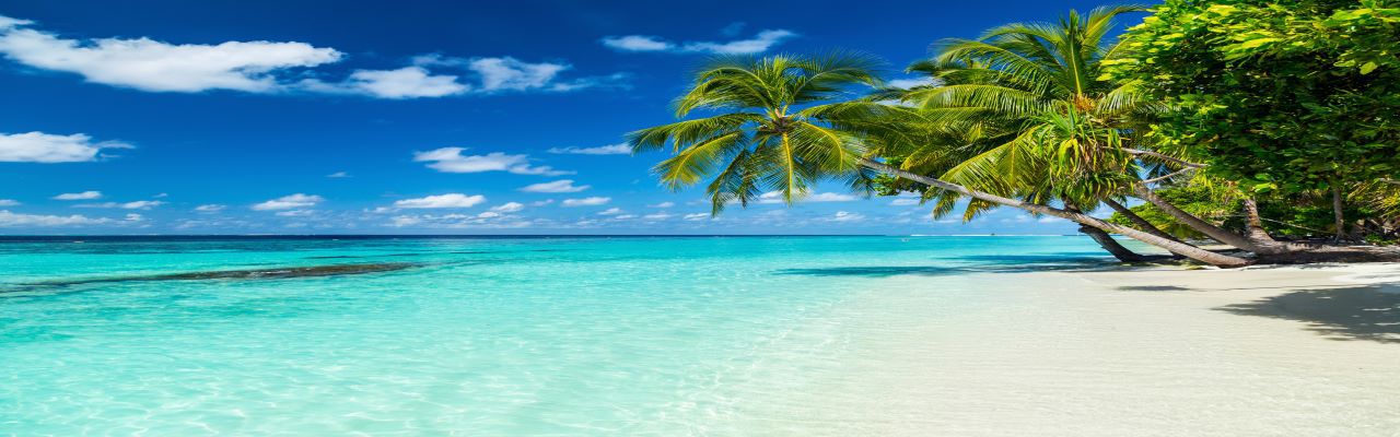 Turquoise water beach with side hanging palm trees and white sand