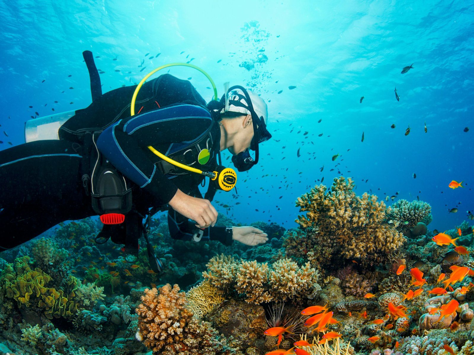 Dive into a world of vibrant marine life and underwater adventure
