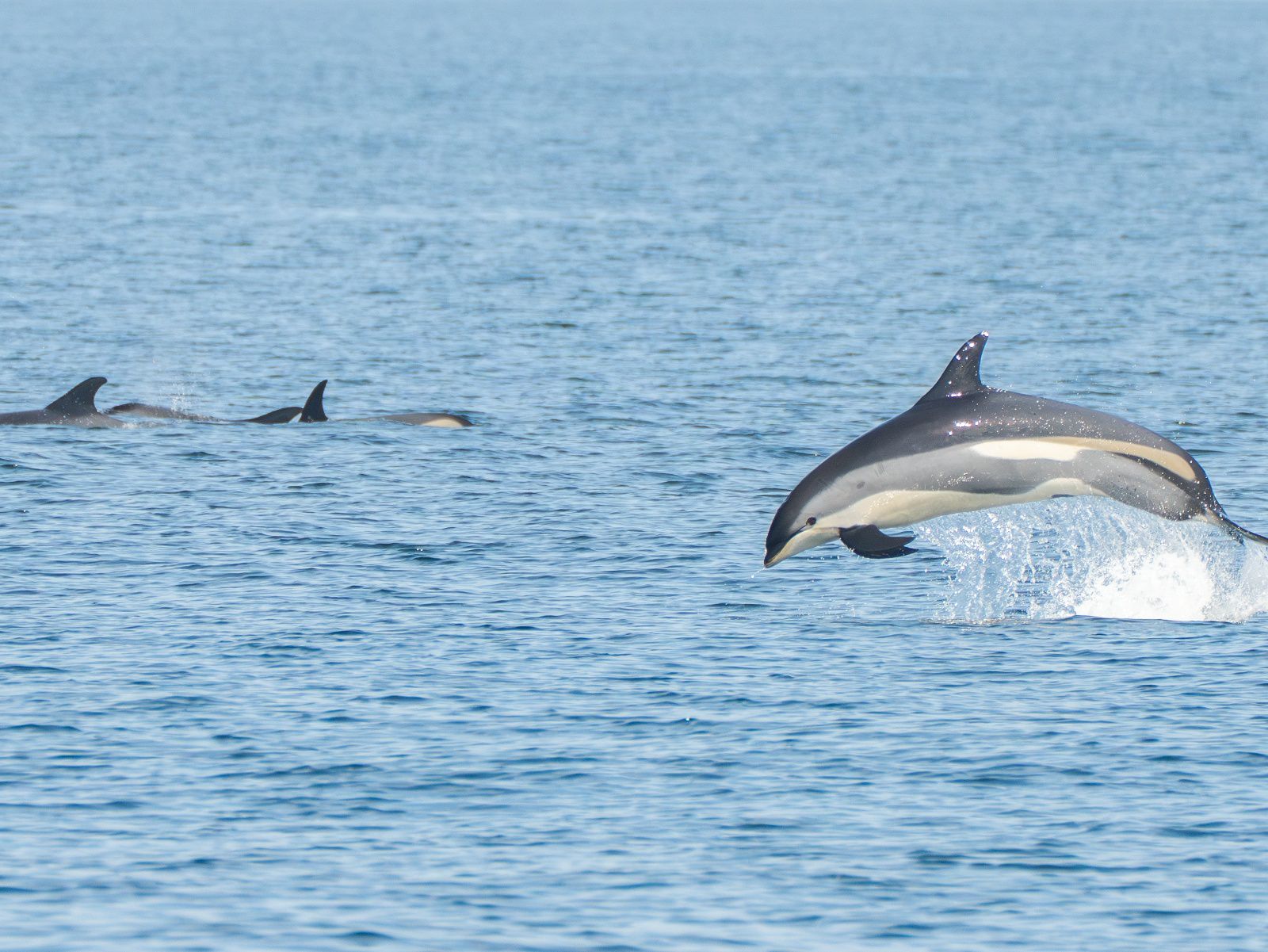 Experience the thrill of the ocean with unforgettable dolphin encounters