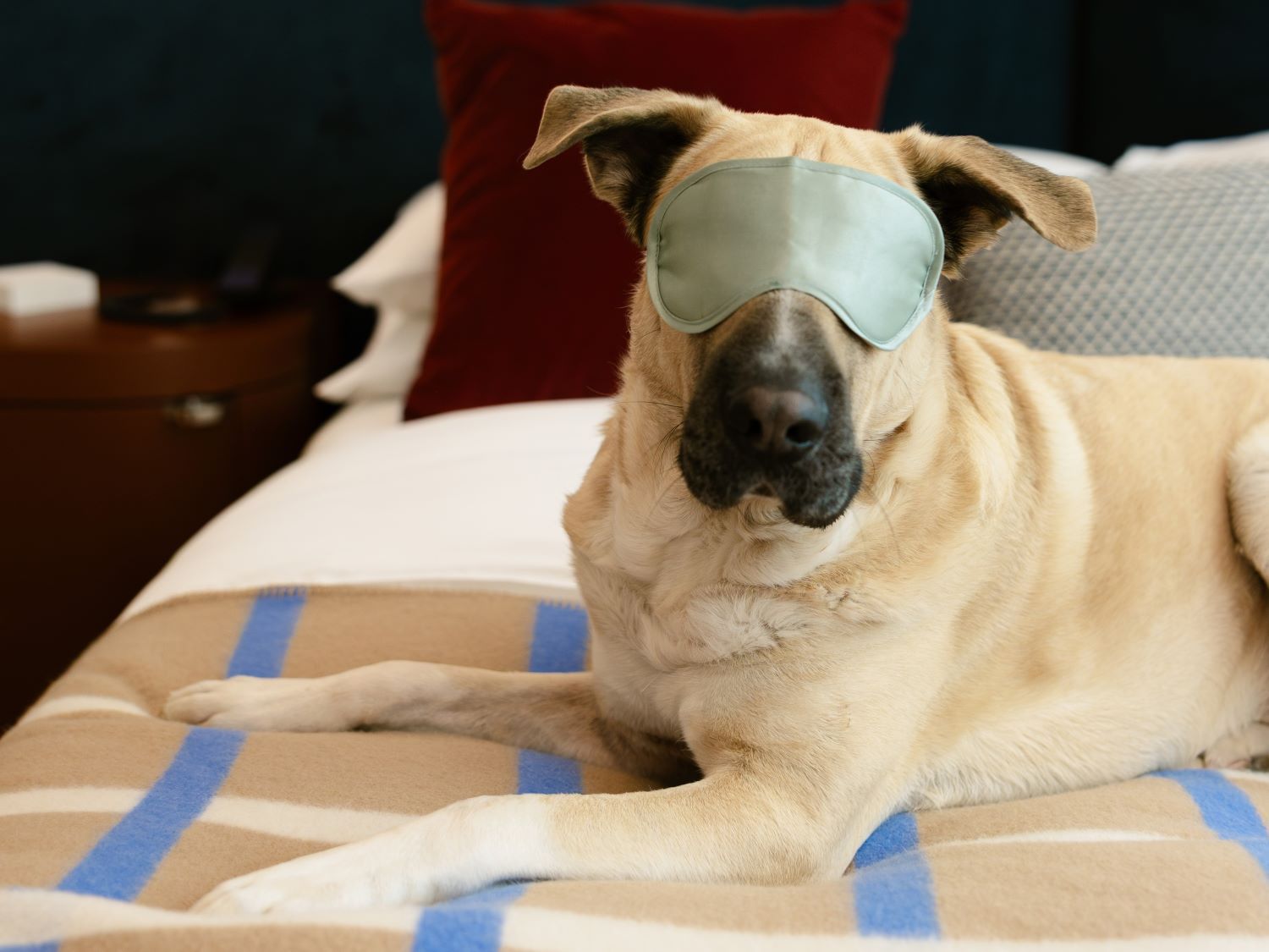 Dog relaxing on hotel guest bed with a sleeping mask on