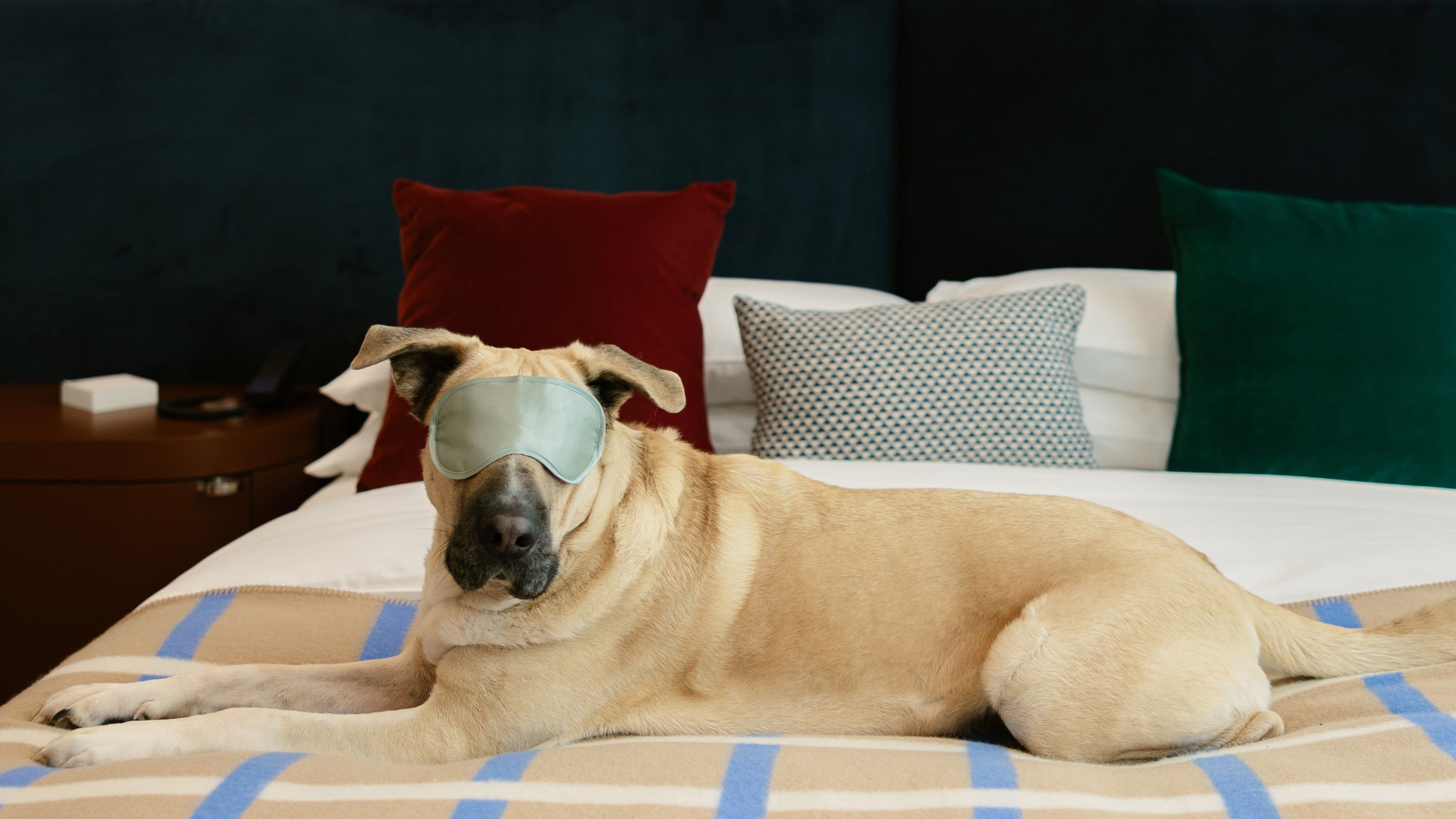 Dog sitting on guest room bed with a sleep mask on