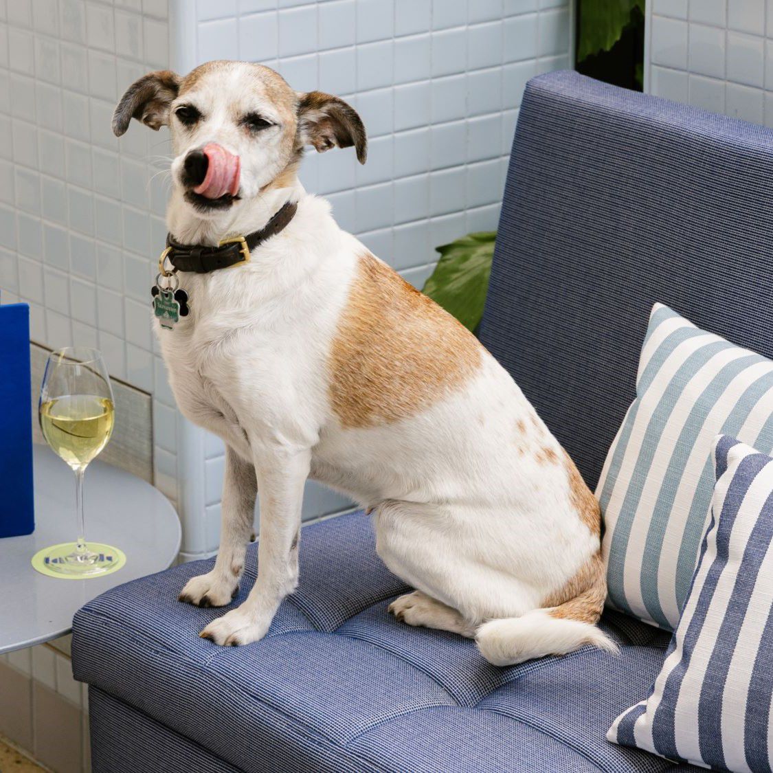 Dog relaxing at a bar with a glass of white wine
