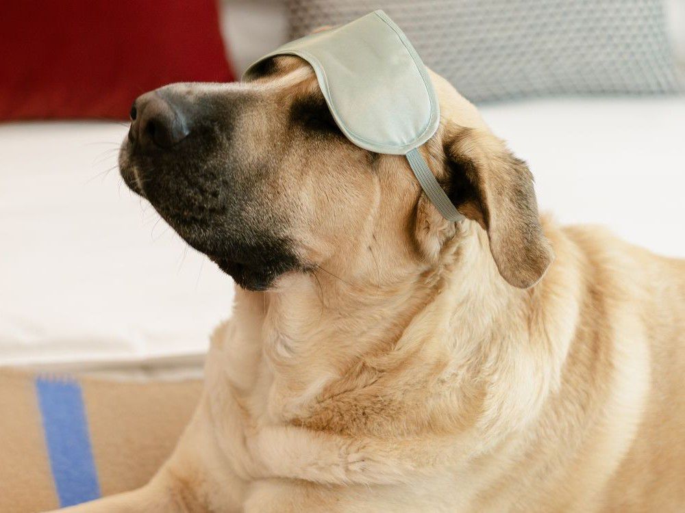 Dog resting on guest bed with a sleeping mask on