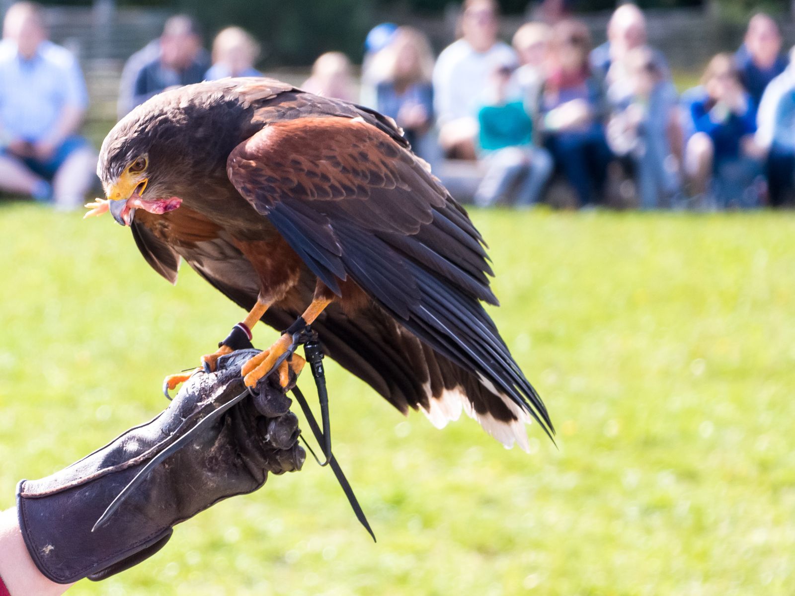 Falconry show with majestic bird