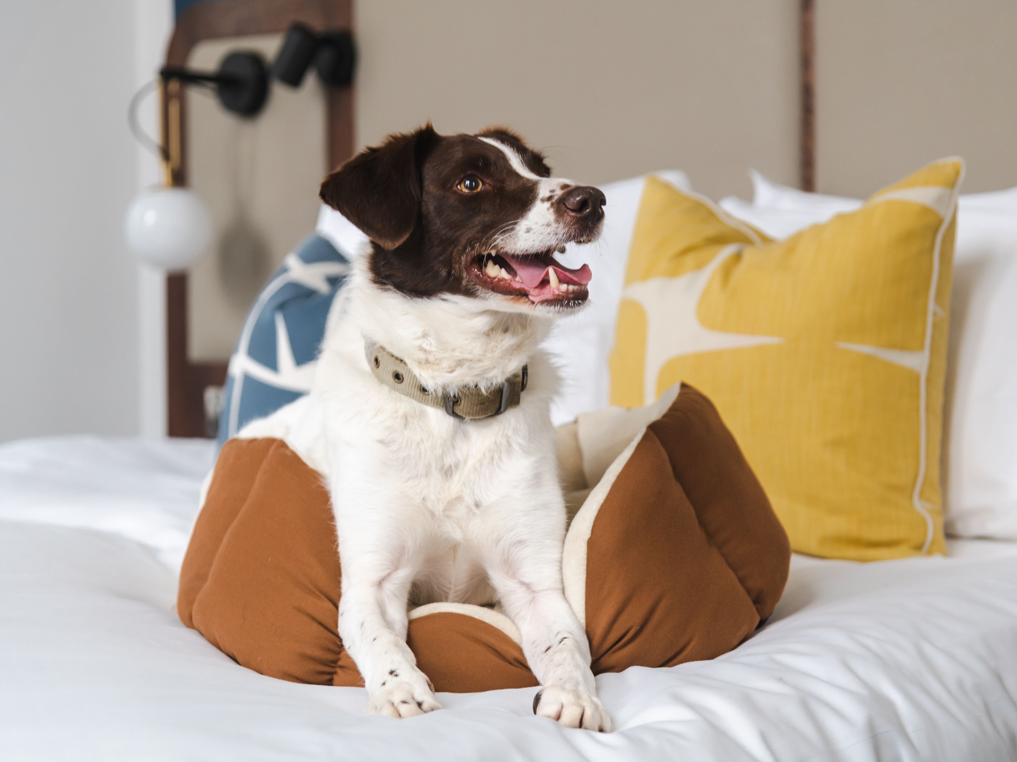 Dog on a hotel bed