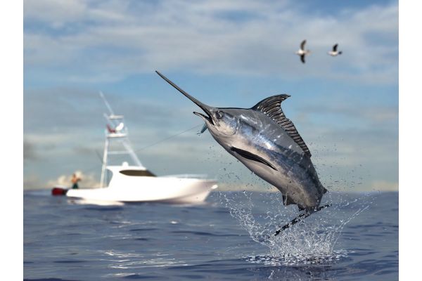 Big game fishing time, big swordfish marlin jumped hooked by sport fishing angler