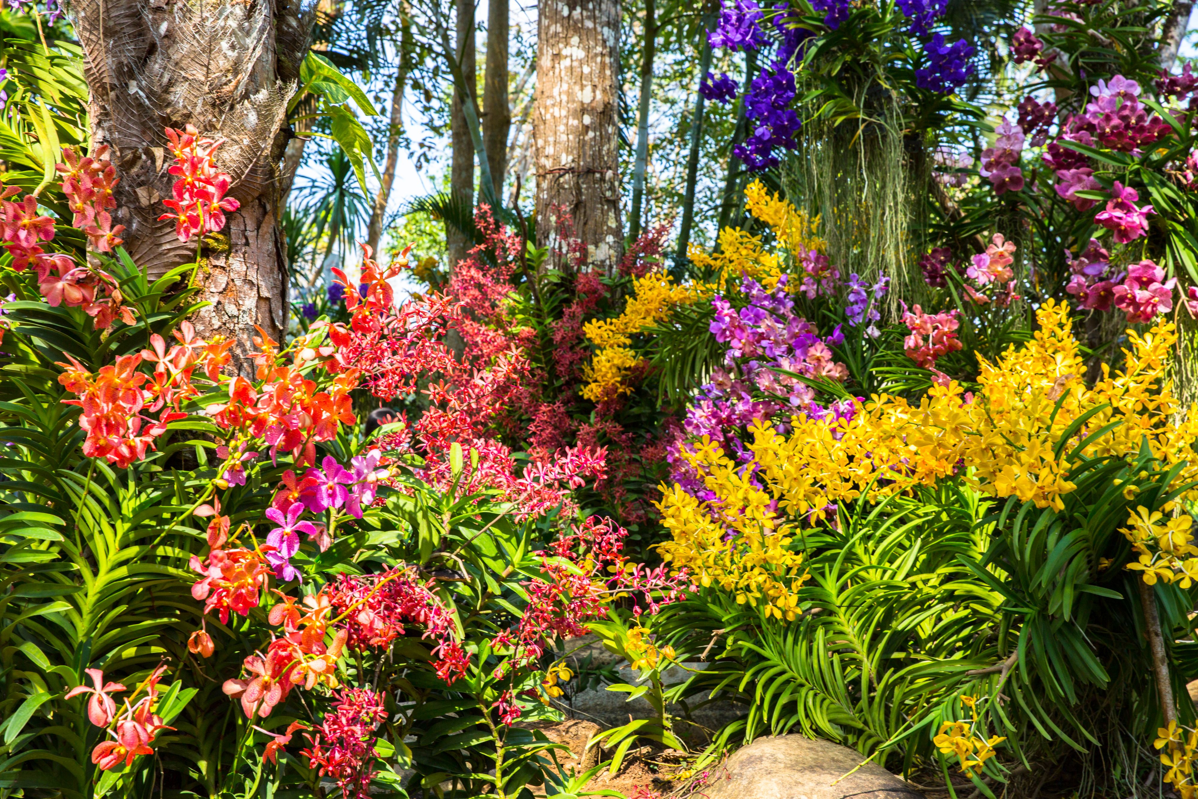 Colorful orchids in a tropical garden with palm trees and lush greenery