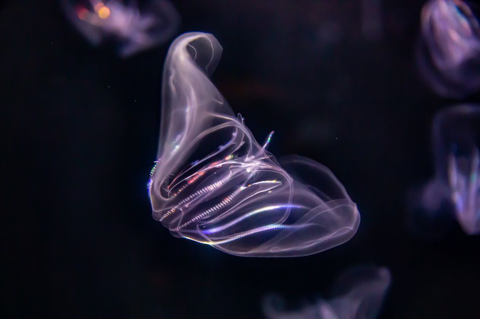 jellyfish in ocean