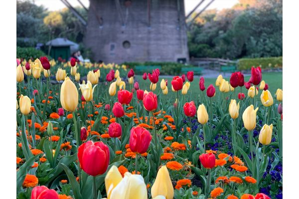 tulips