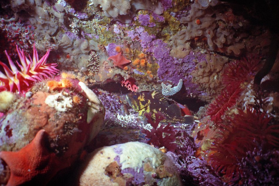 underwater tidepools
