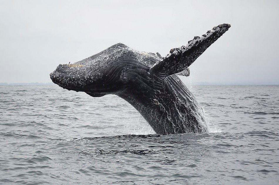 whale jumping out of water
