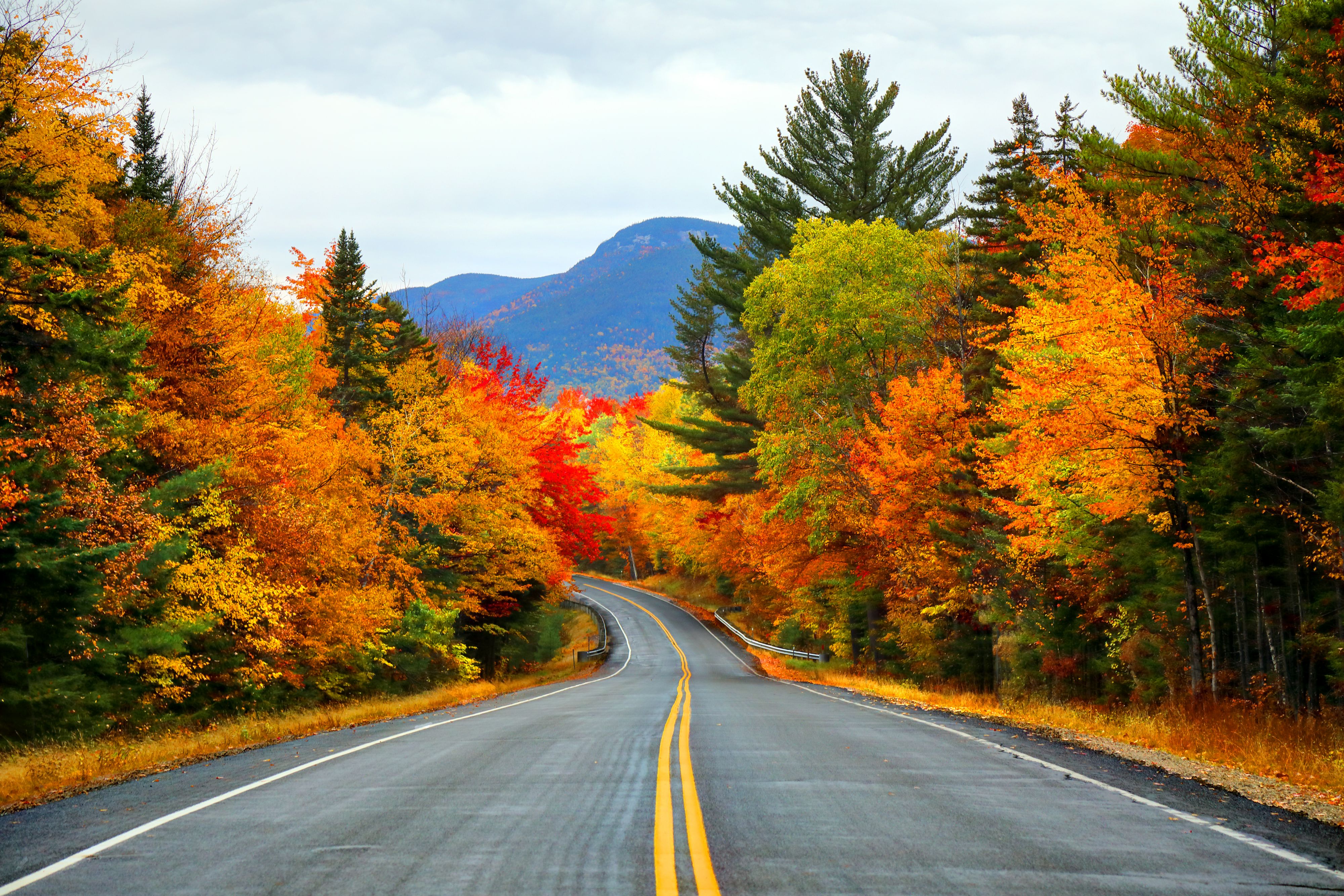 Long road featuring fall foliage on both sides