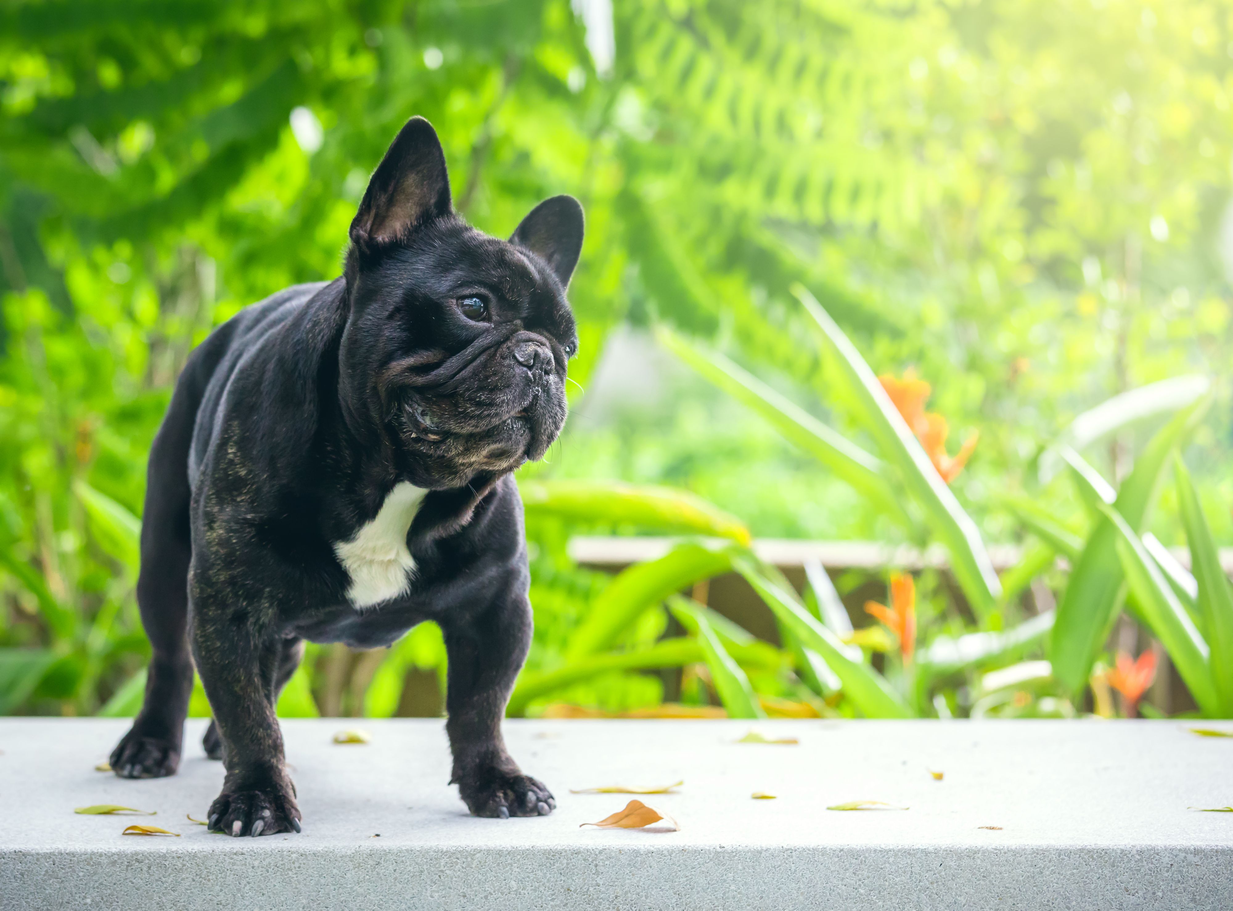 Cute little purebreed french bulldog standing on bench in a tropical park during a sunny day