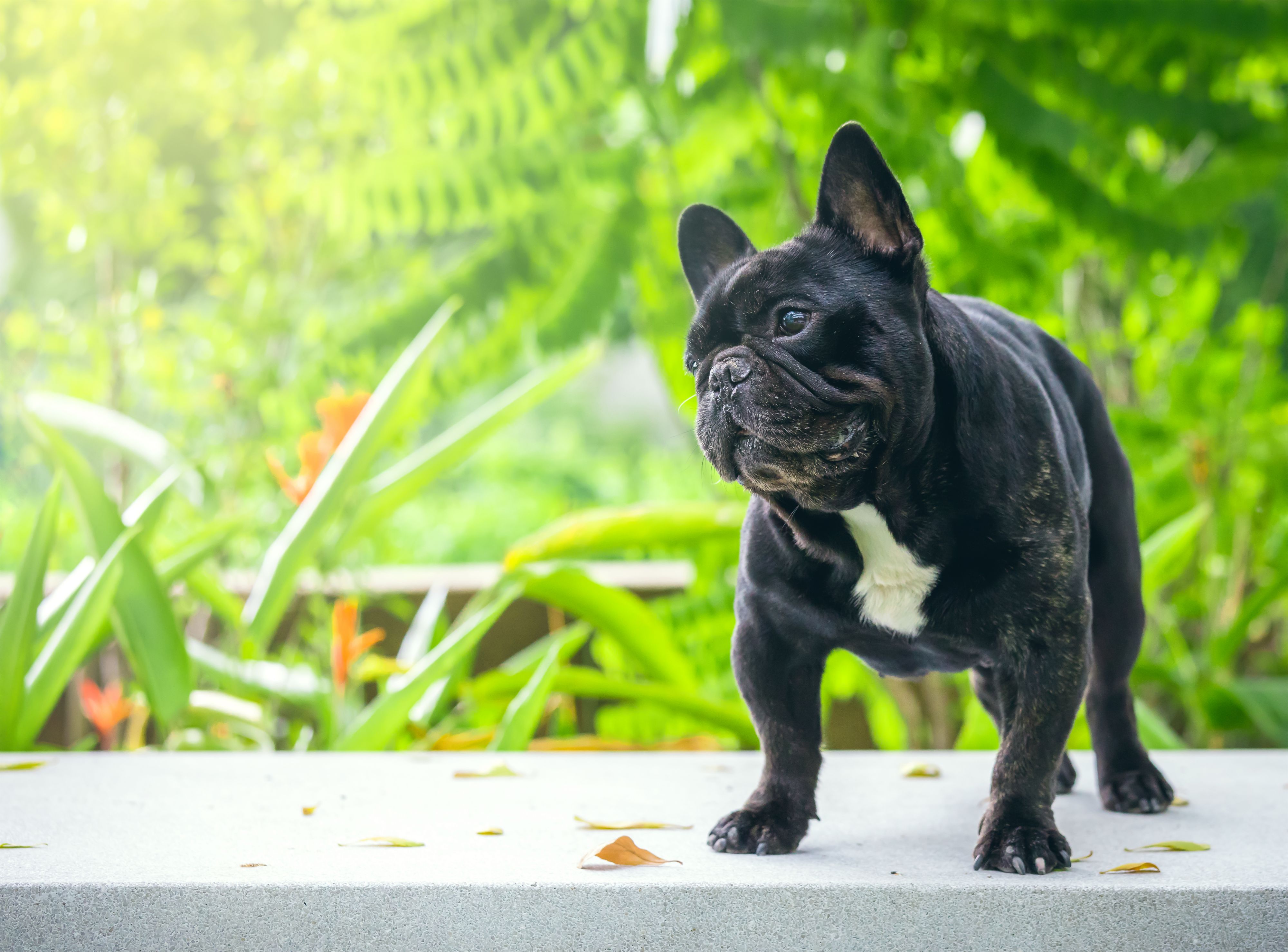French bulldog puppy surrounded by lush greenery