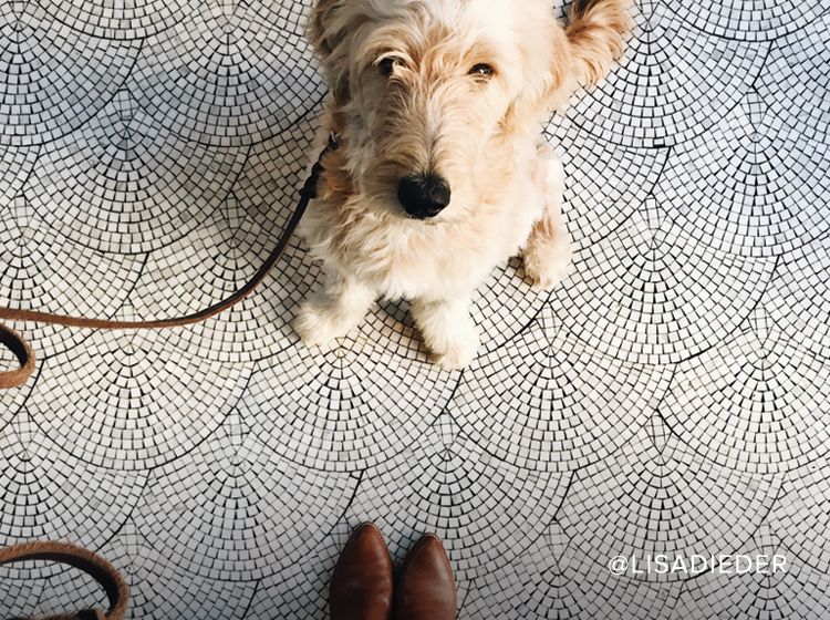 cute dog looking up with pretty tile floor