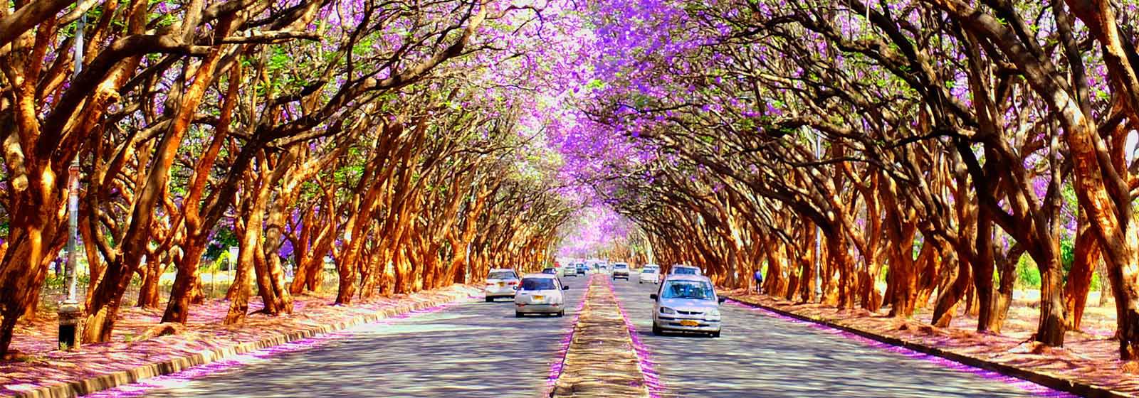 Camino con árboles de flores moradas que lo bordean
