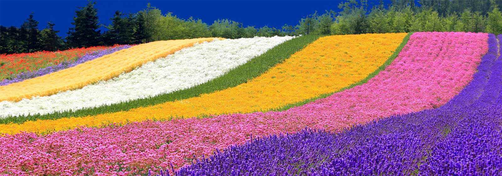 View of Hokkaido Flower Field rows of different colors of flowers