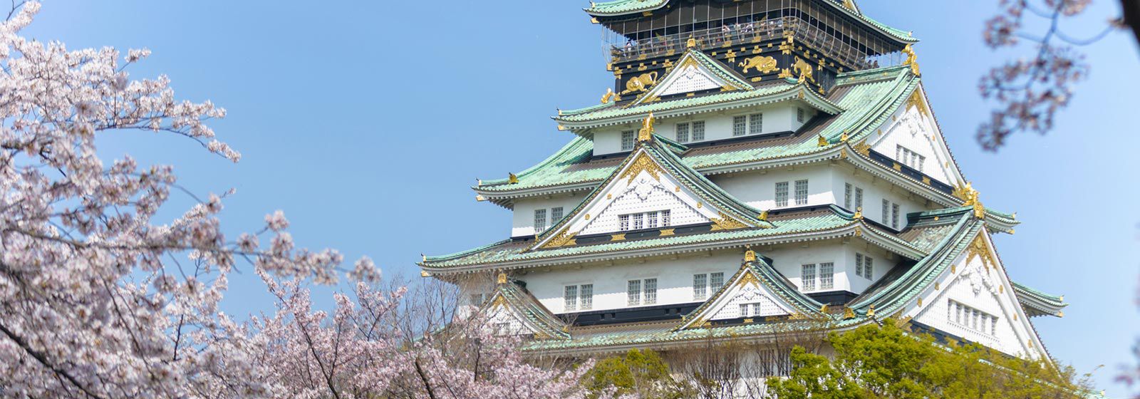 View of Osaka Castle Main Tower sakura in the foregrounsi