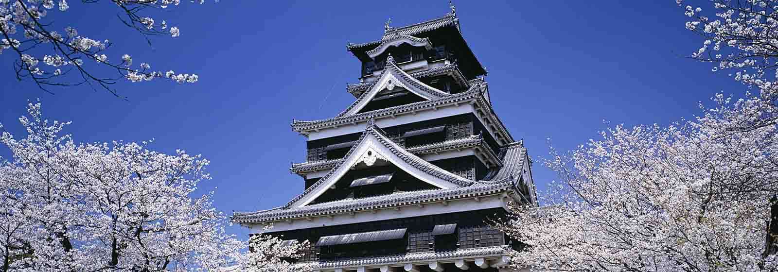 View of Kumamoto Castle surround by sukura