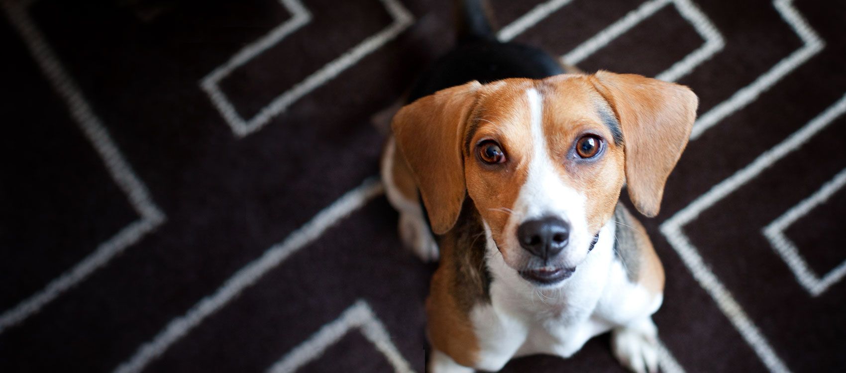 are dogs allowed in hotel rooms