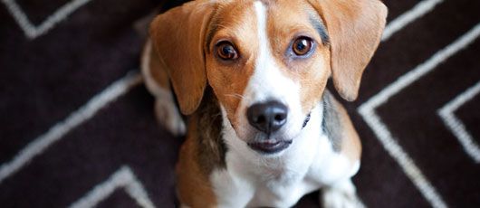 holiday inn allow dogs