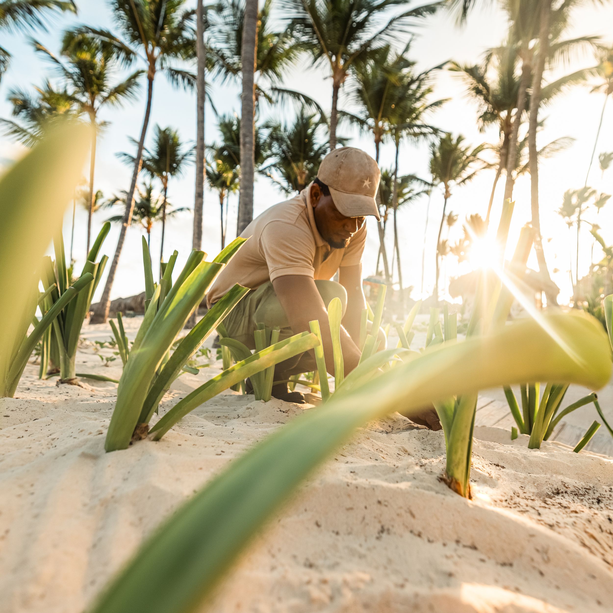 Person planting green sprouts on sunny beach