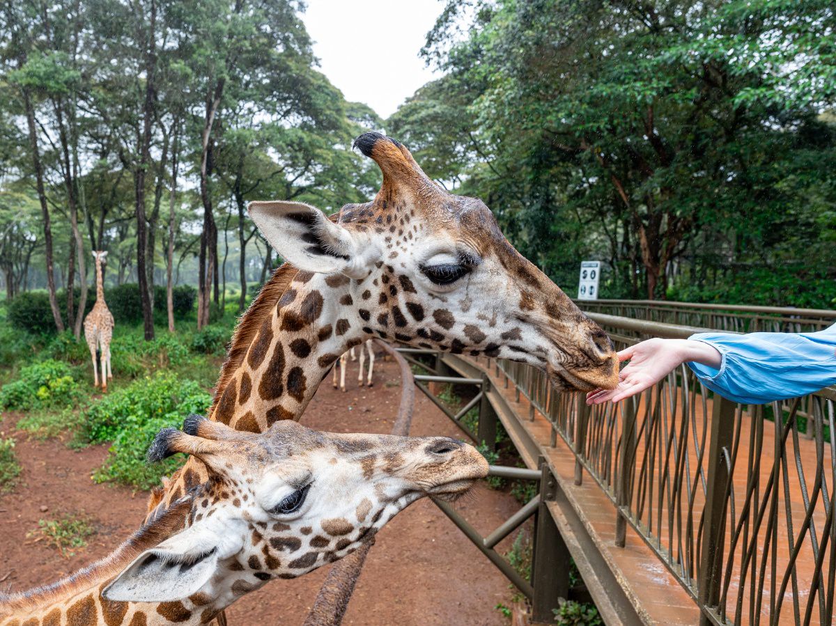 Giraffe encounters nearby