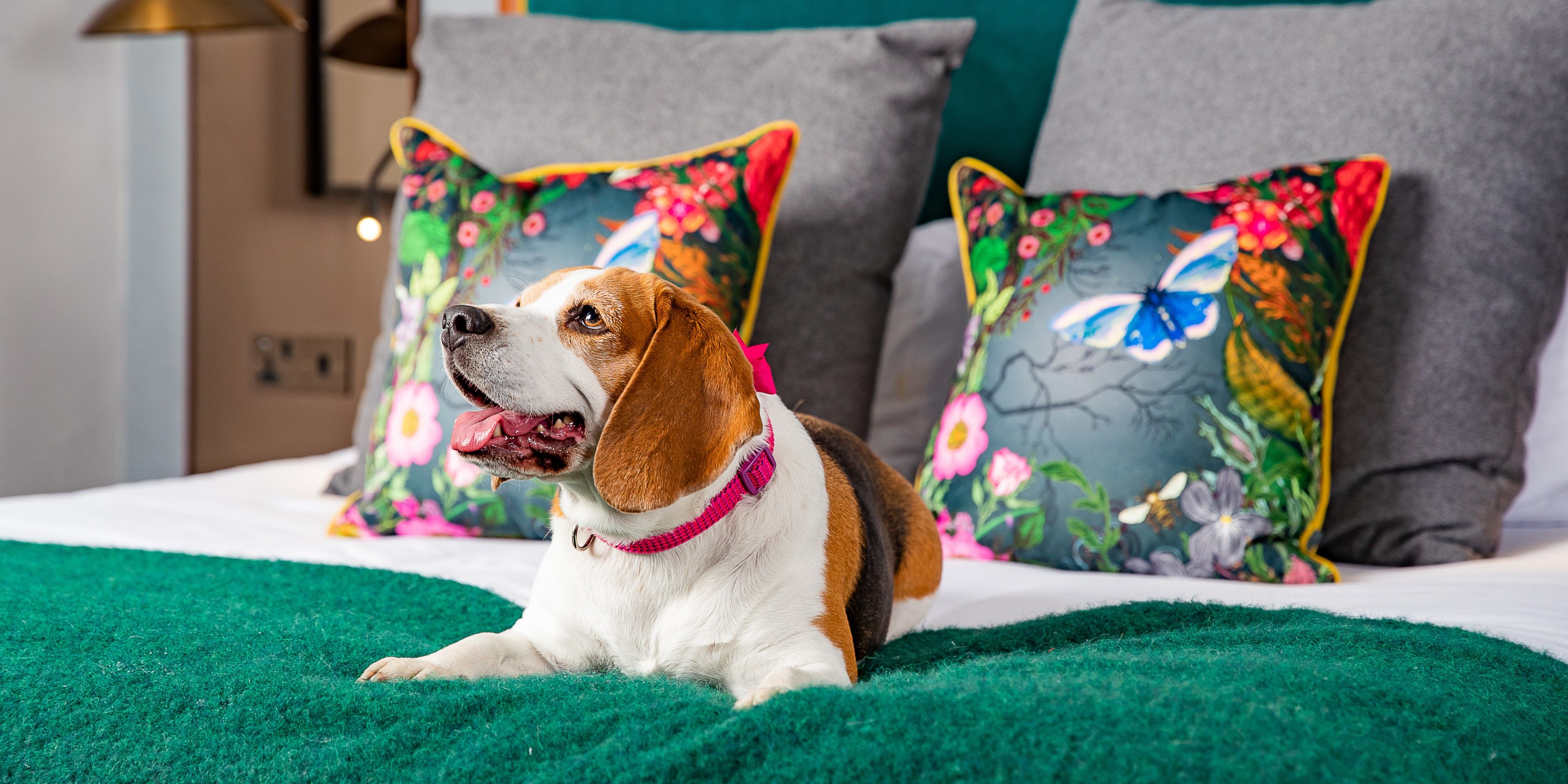 Hond ontspannen op hotelbed