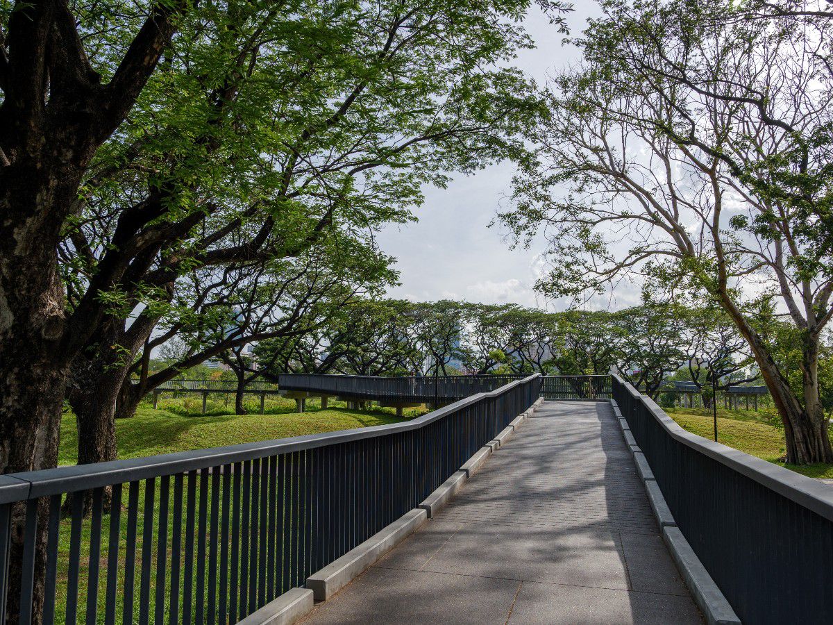 Tree-lined pathway surrounded by lush greenery.