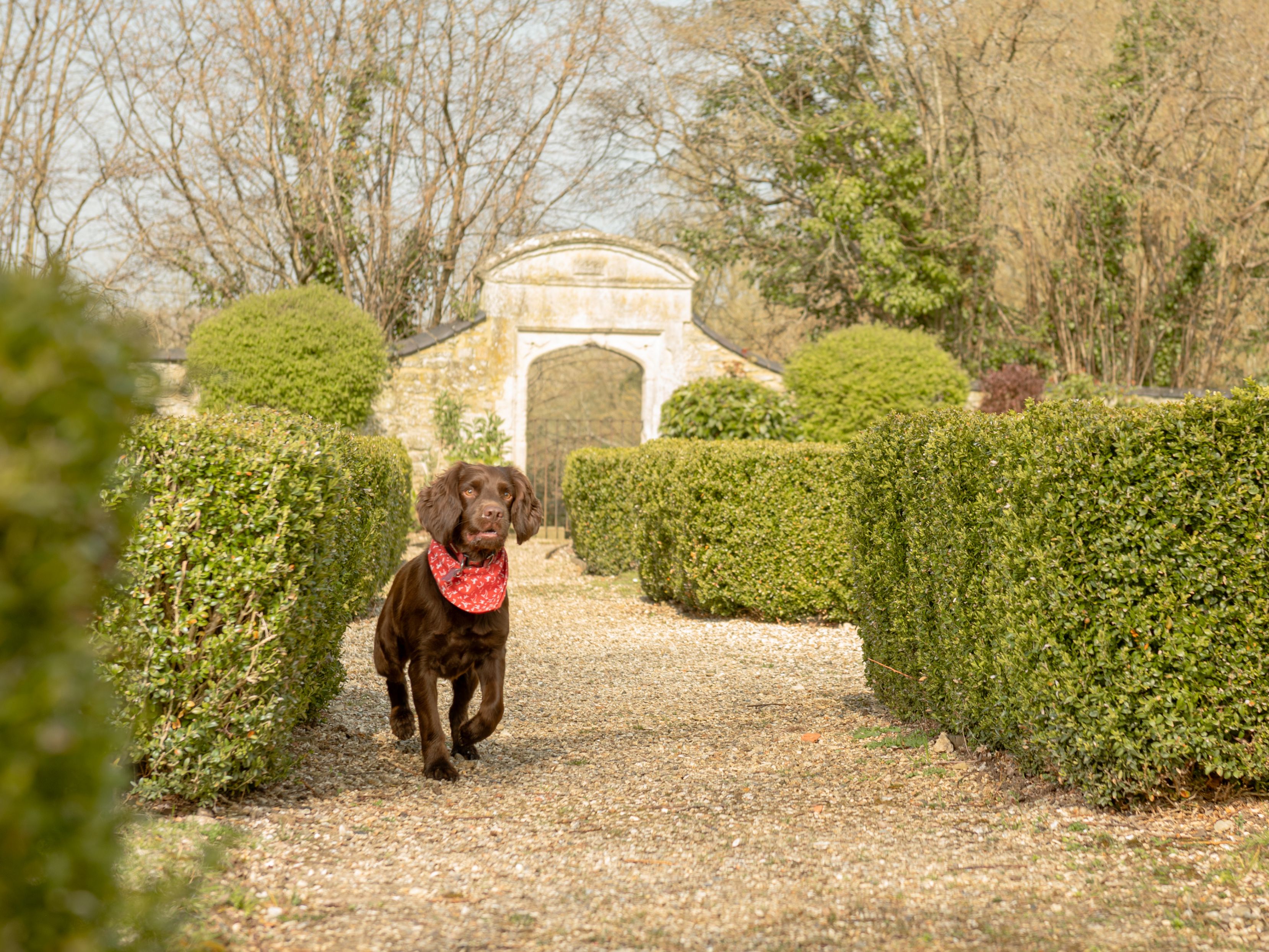 Dog walking alone
