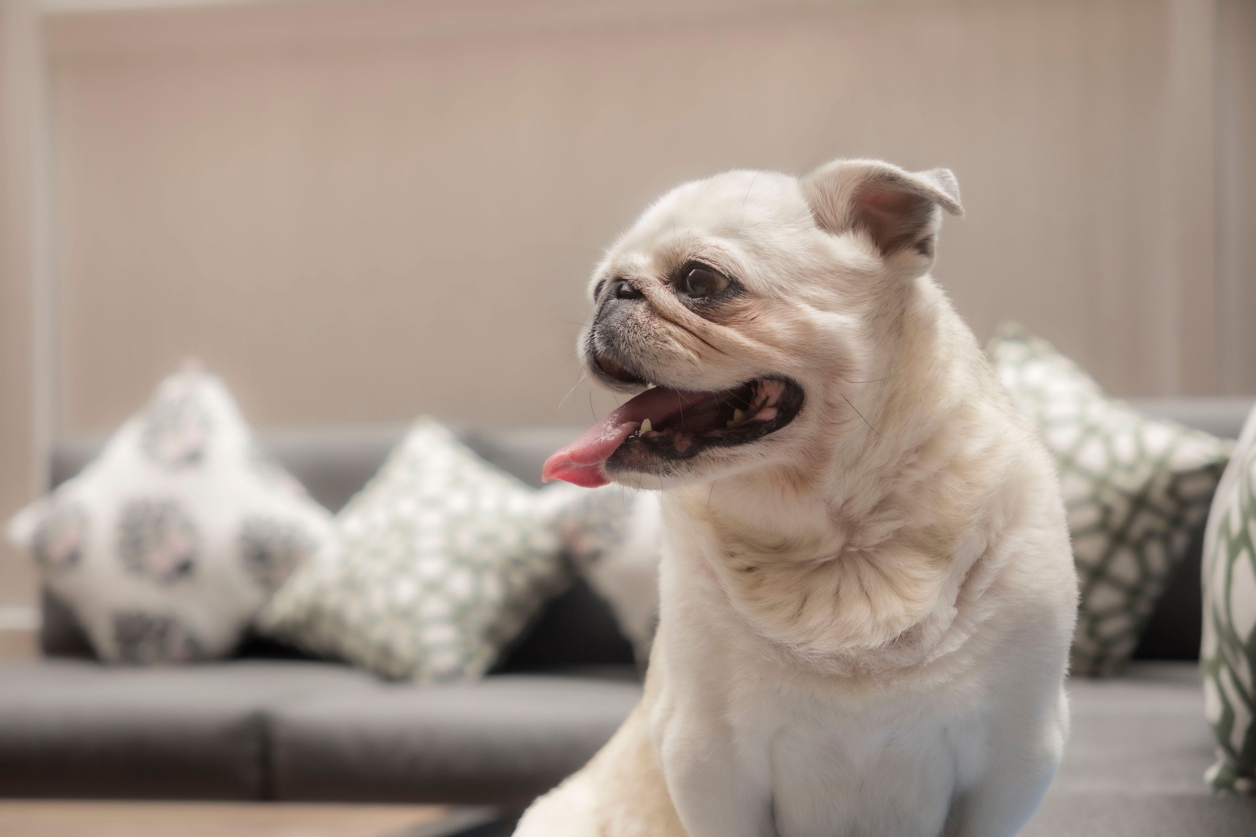 Pug sitting