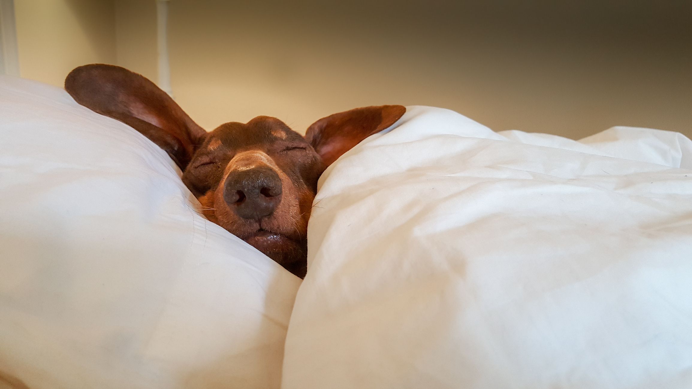 Dog sleeping in hotel bed