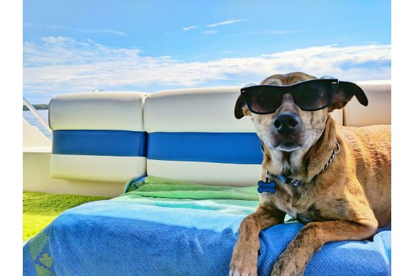 pet friendly hotel dog in sunglasses