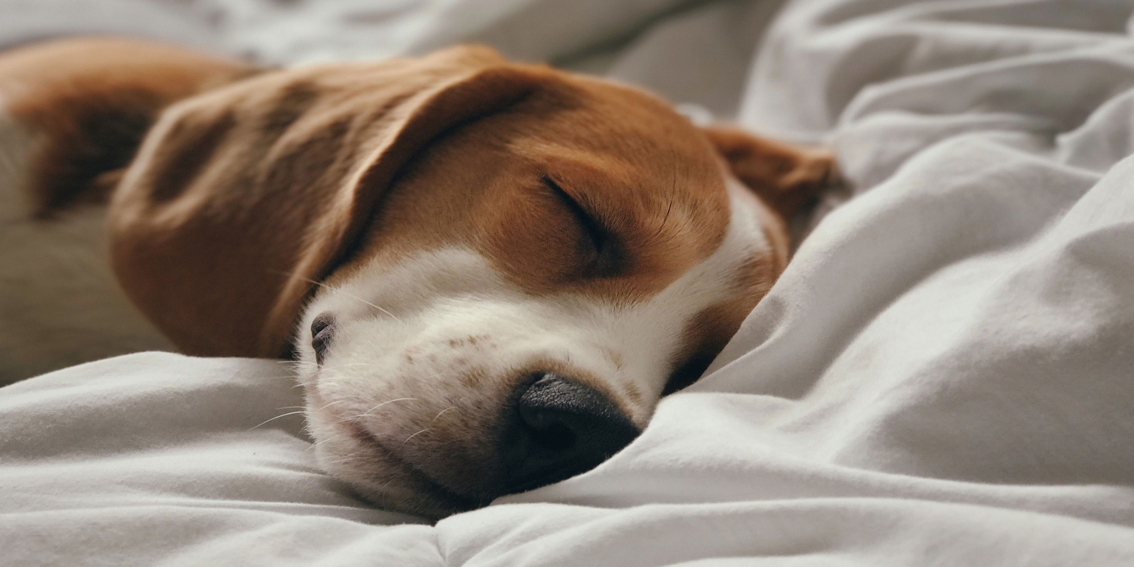 Pet friendly hotel