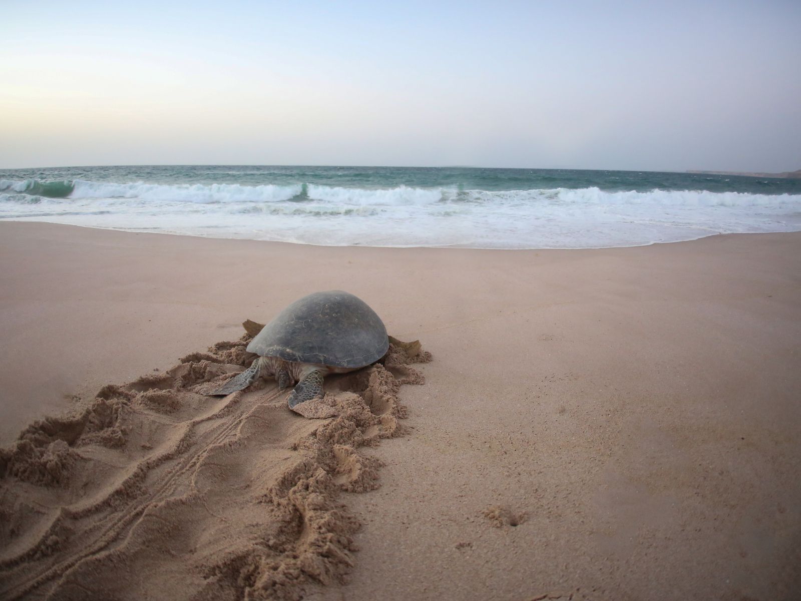 A protected sanctuary where nature’s oldest travelers find their way home