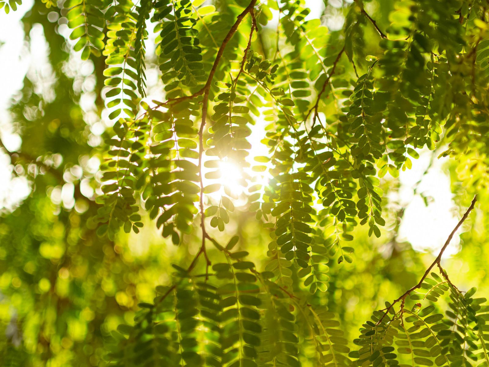 Rooted in nature, growing toward a greener future