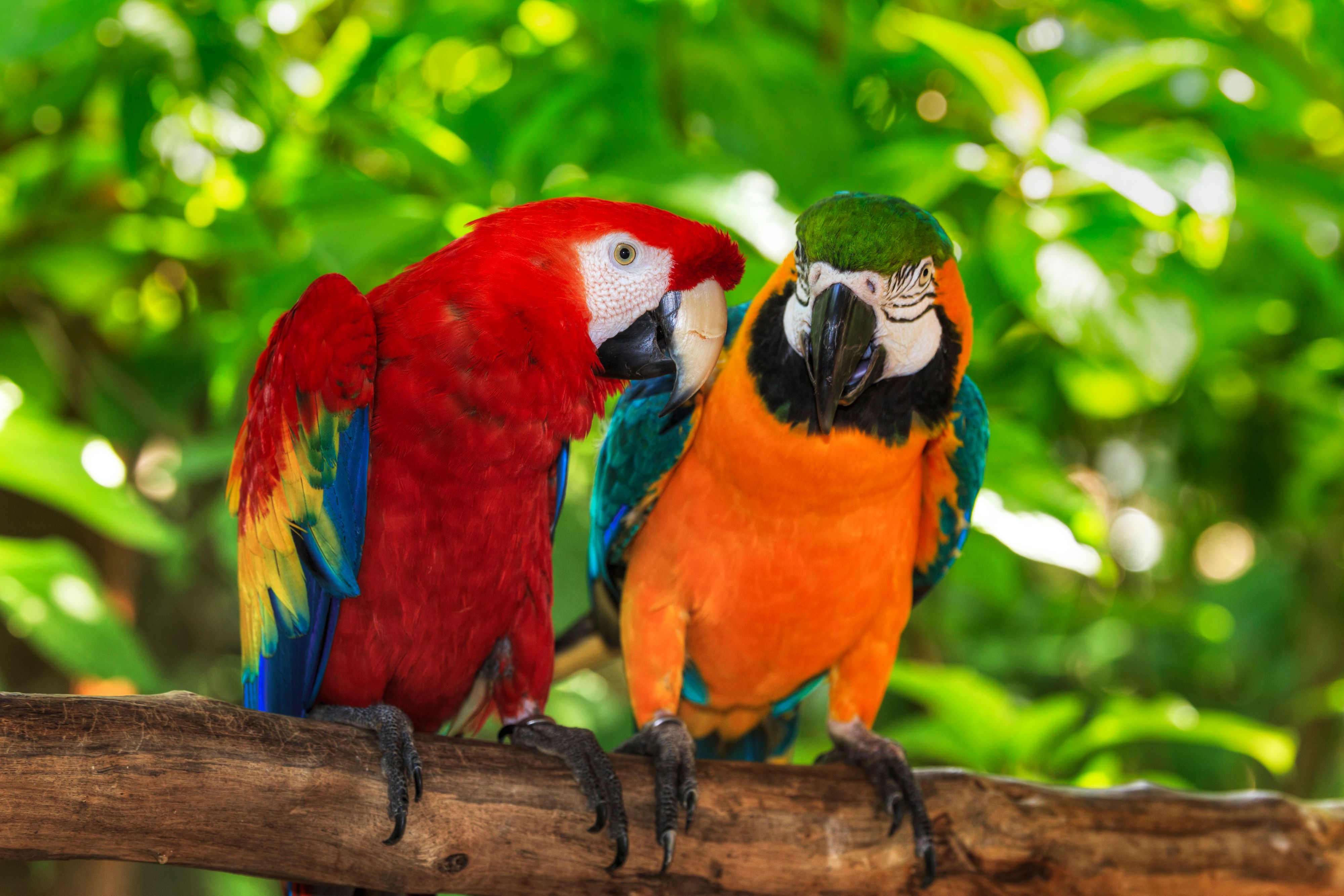 Ara macaw and Blue and Gold macaw perhed on a branch.