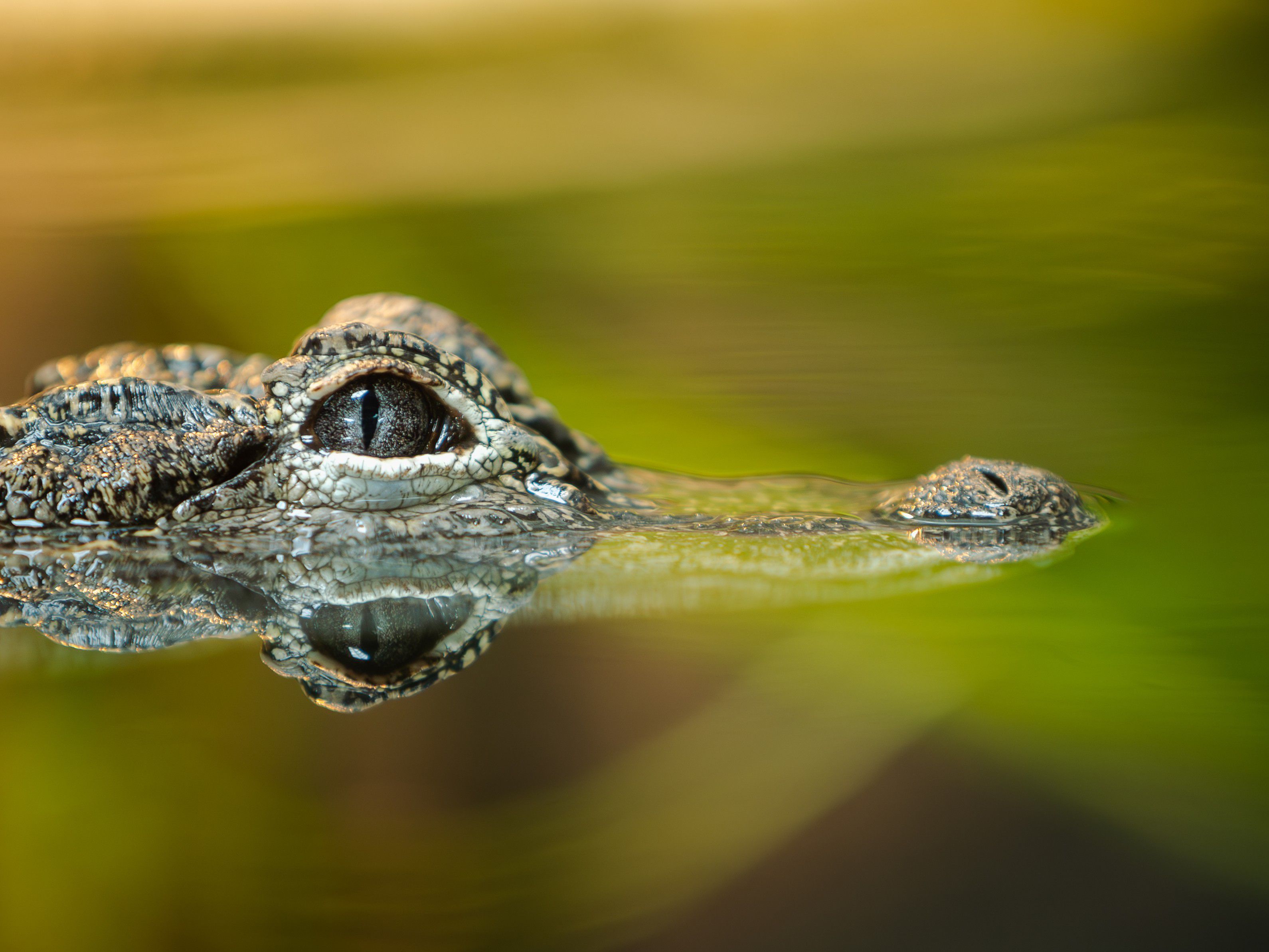 Aligator in the water