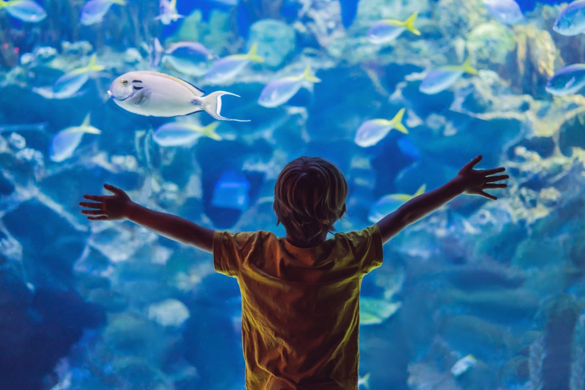 Boy standing in front of aquarium tank