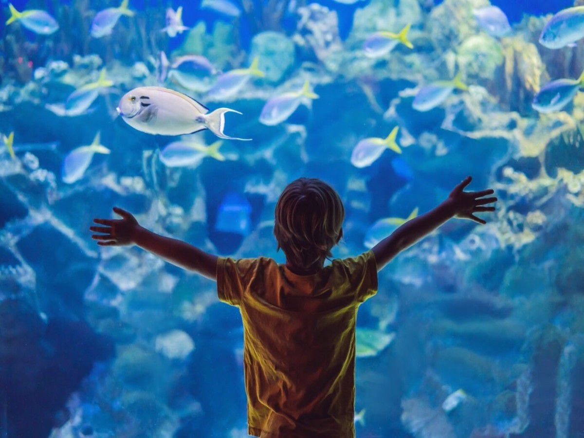Boy with his arms outspread in front of aquarium tank