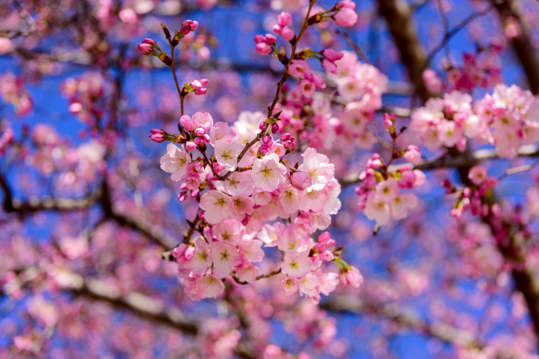 Close up detail of Cherry Blossom Tree petals