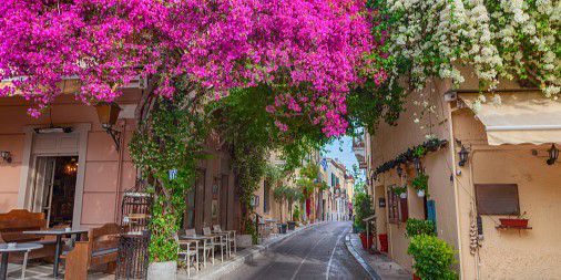 plaka street with beautiful pink flowers