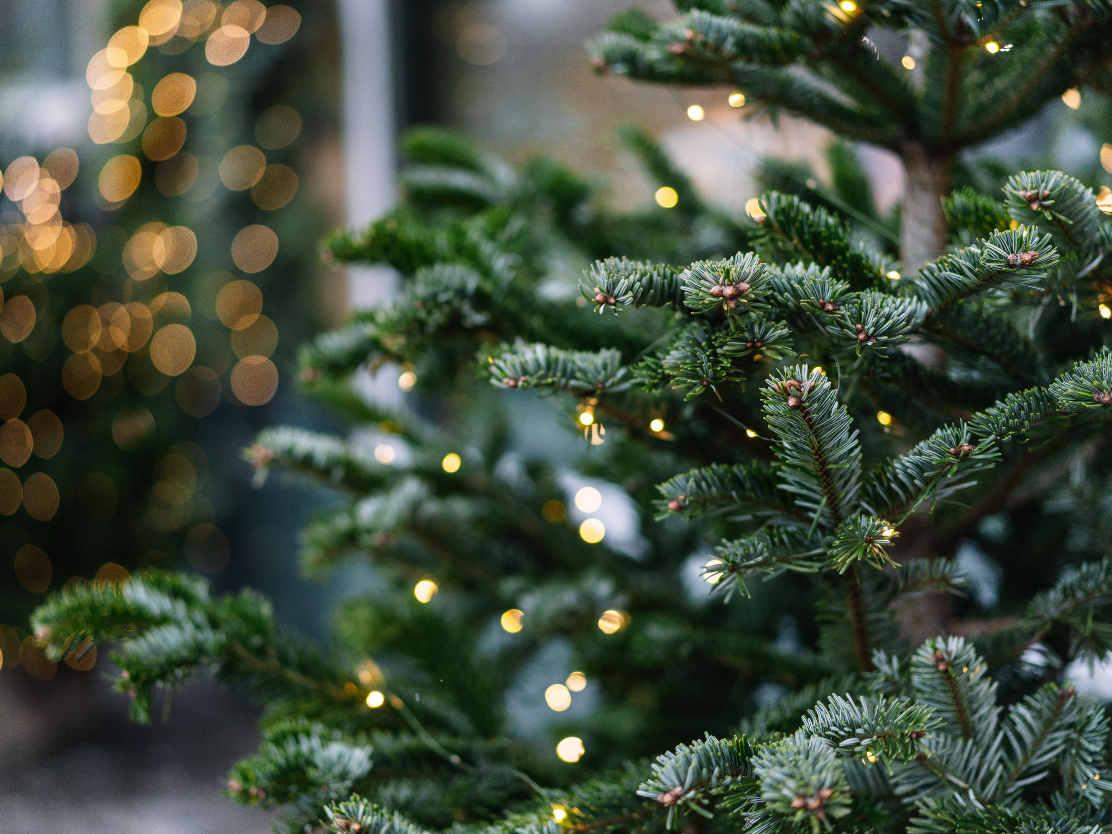 Christmas tree with lights