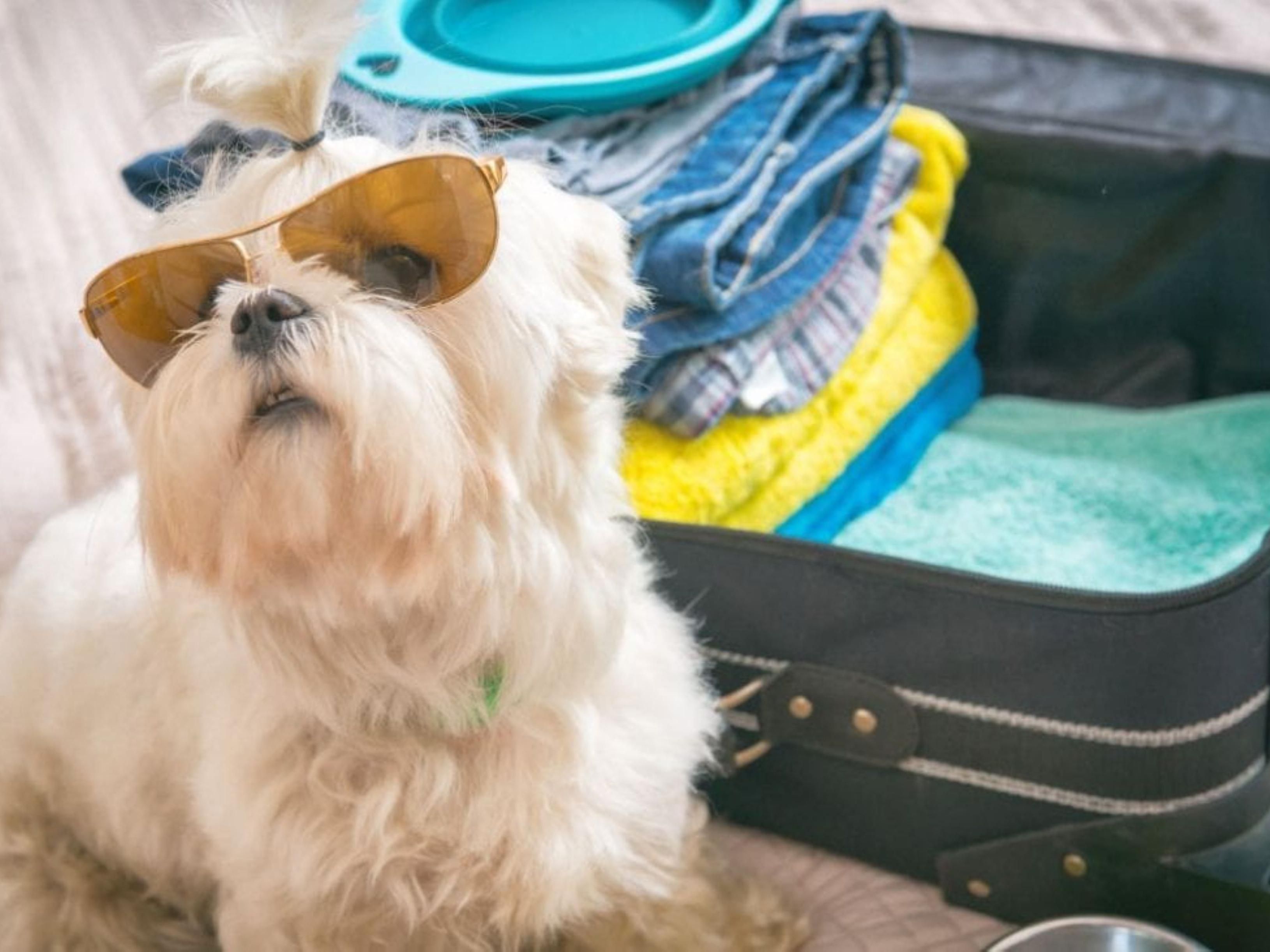 Unleash the joy of staying in our pet-friendly Brickell Miami hotel with your four-legged friend. Our suites are thoughtfully designed with a cozy lounge area, providing ample space for your pet to stretch and play. Experience the warmth of wagging tails, radiant smiles, and happy purrs.