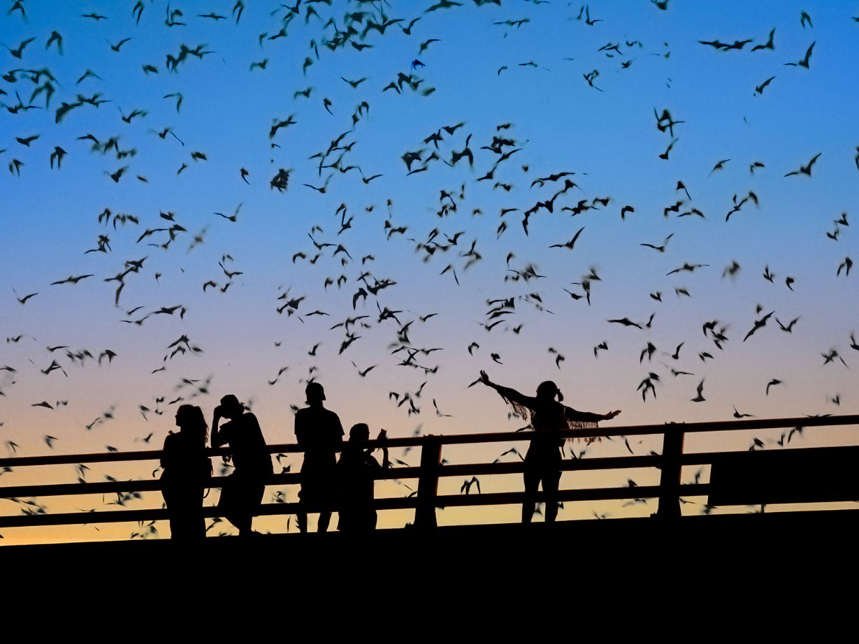 Austin Bats