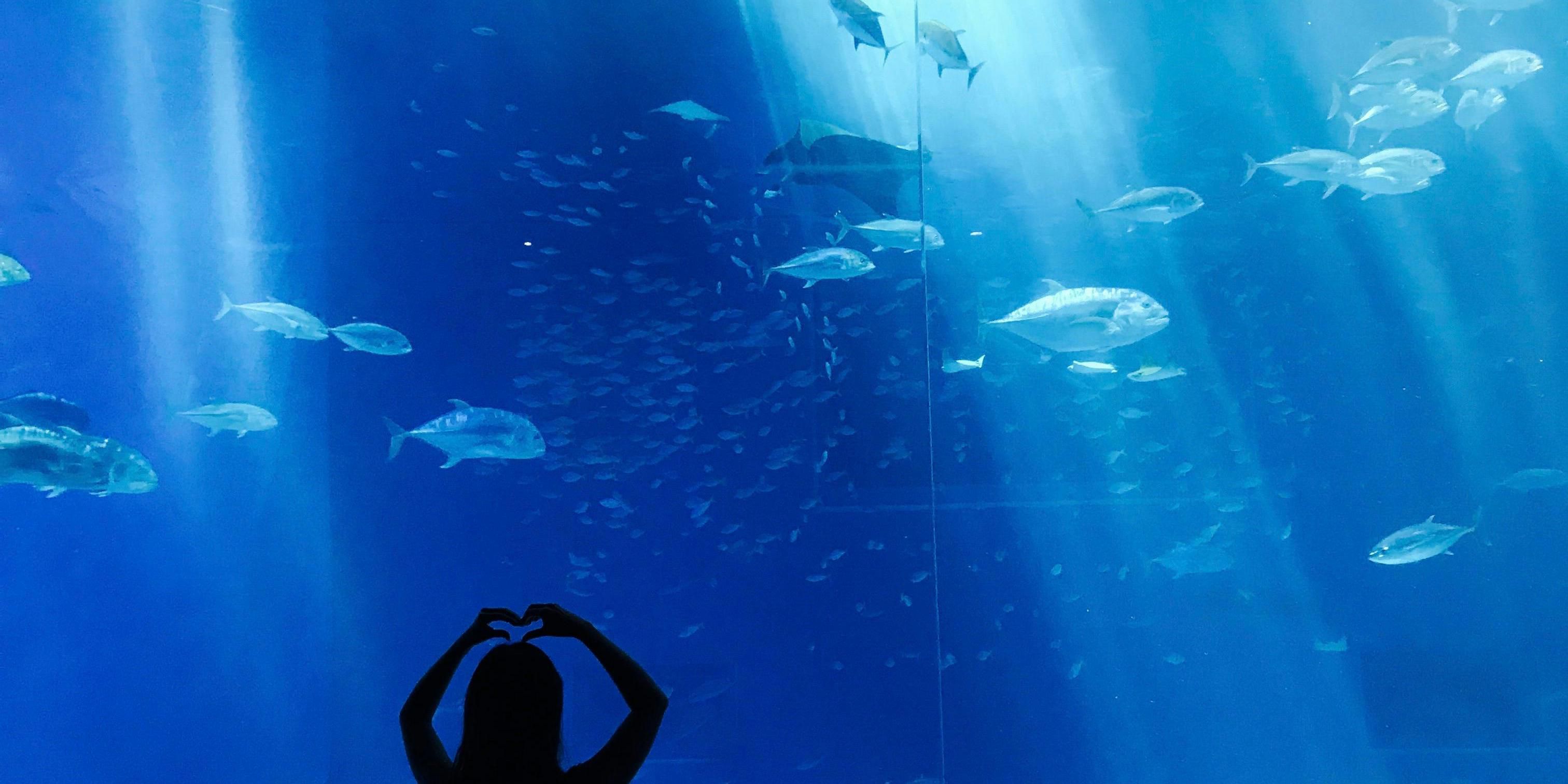 Engage with animals, inspire appreciation for our seas, and support wildlife conservation at the Texas State Aquarium located just 9 miles from the avid Corpus Christi-Portland. Call for special package pricing.